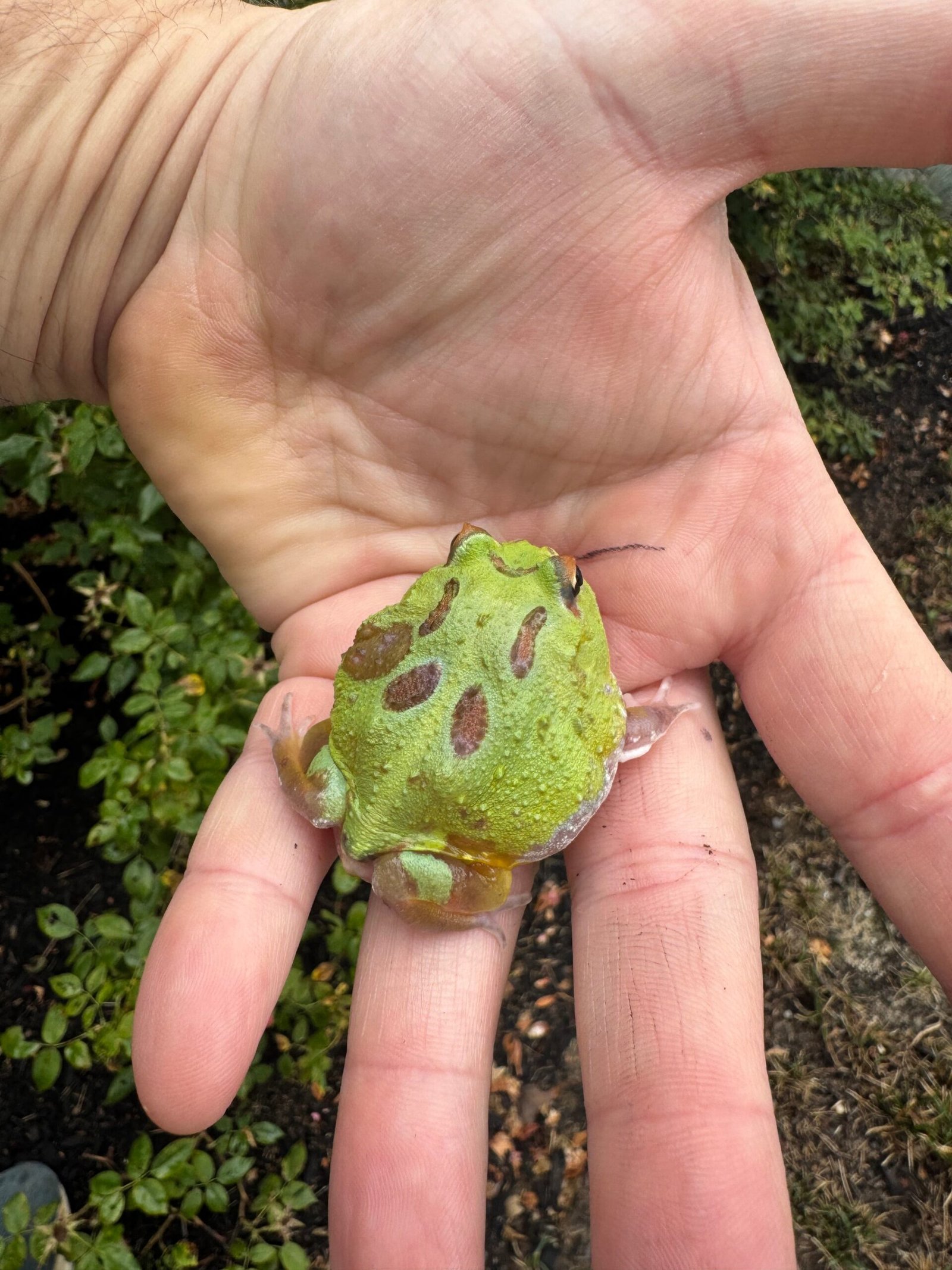 Mutant Pacman Frog #2 (Ceratophrys cranwelli) - Image 3