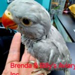 Indian Ringneck Grey aka Chatter-box parrot
