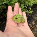 Mutant Pacman Frog #2 (Ceratophrys cranwelli)