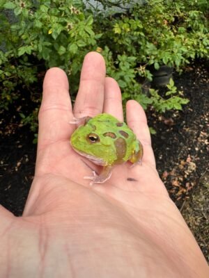 Mutant  Pacman Frog #2 (Ceratophrys cranwelli)