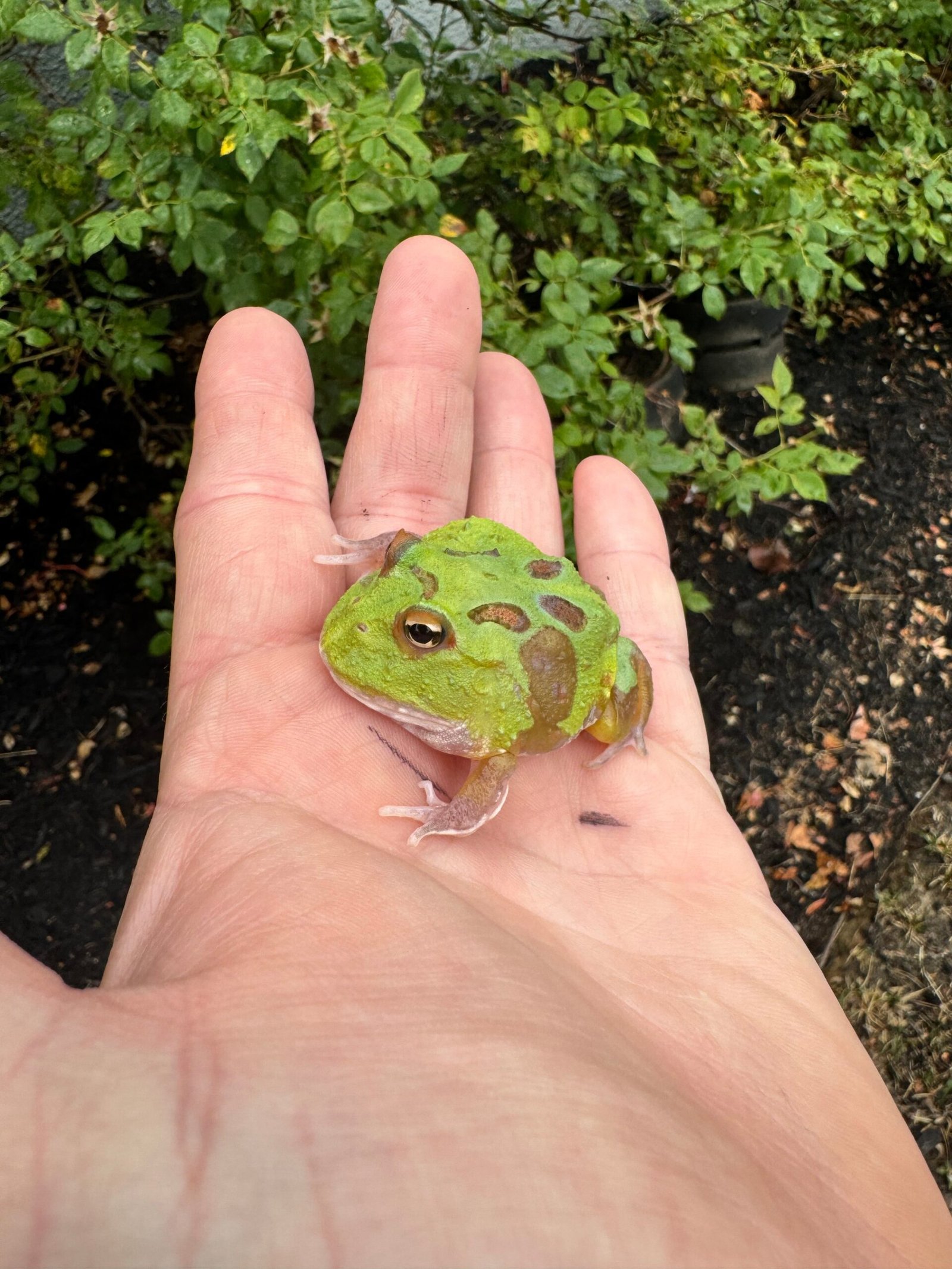 Mutant Pacman Frog #2 (Ceratophrys cranwelli)