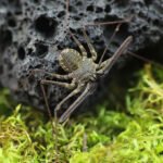 Euphrynichus bacillifer “scourge spider”