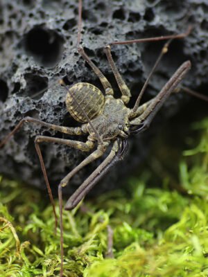 Euphrynichus bacillifer “scourge spider”