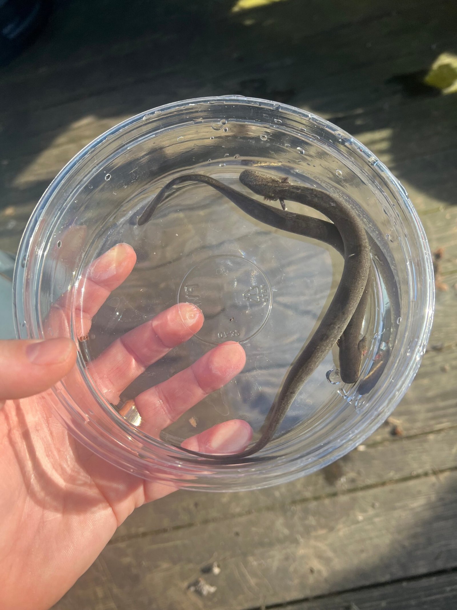 Lesser Dwarf Siren (Siren intermedia) - Image 6