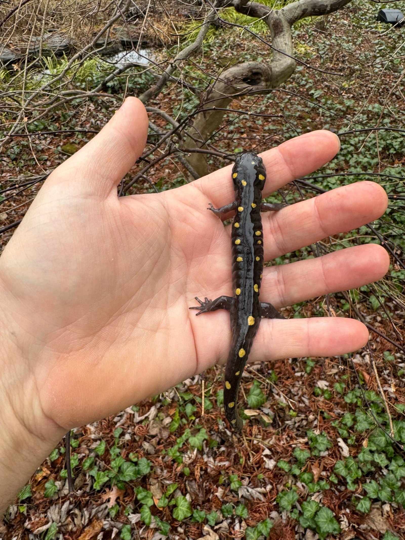 Spotted Salamanders (Ambystoma maculatum) - Image 4