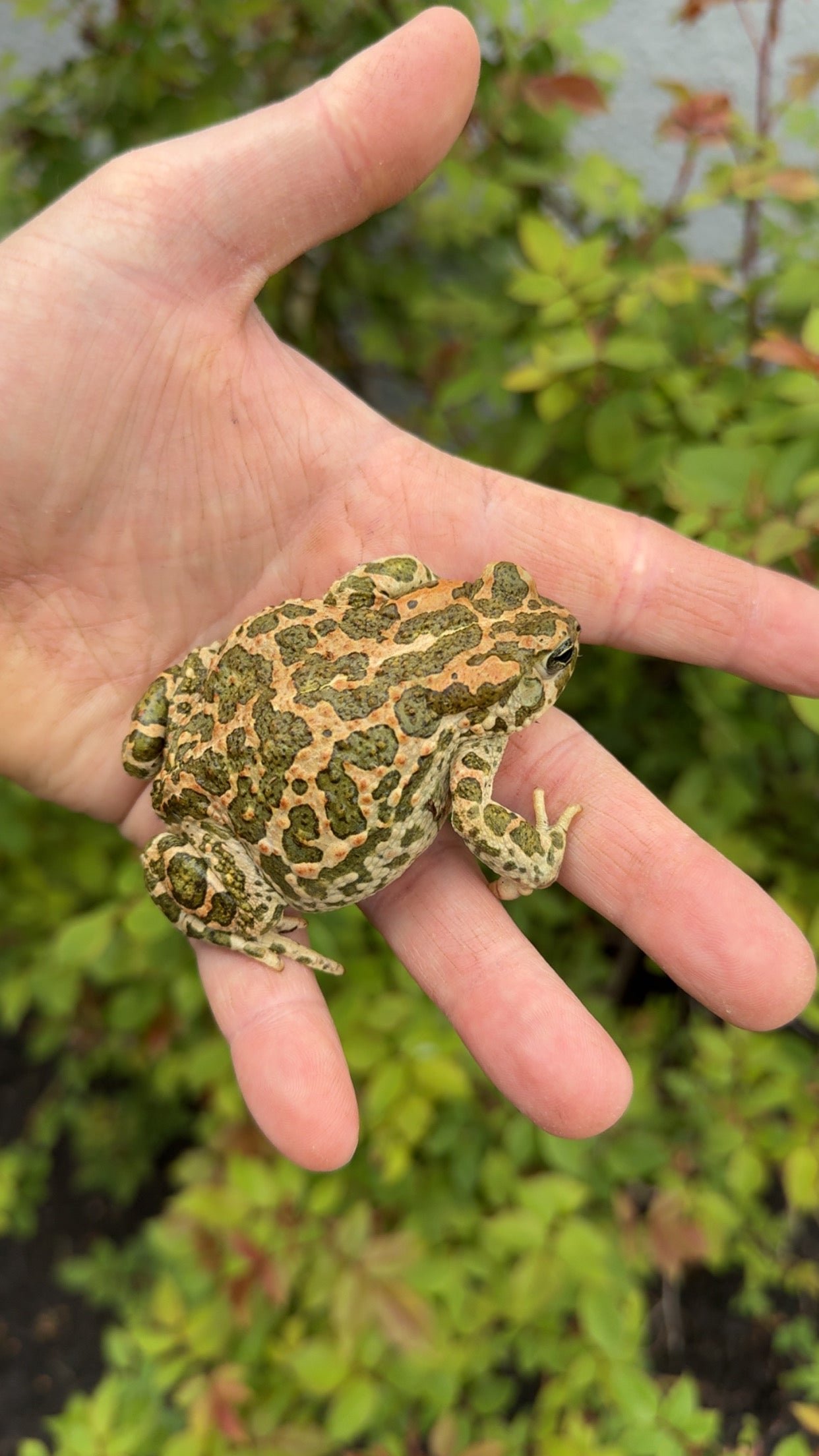 Egyptian Giant Green Toads (Sclerophrys regularis) - Image 3