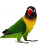 Lovebirds -black masked
