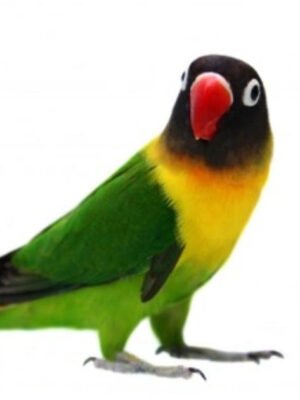 Lovebirds -black masked