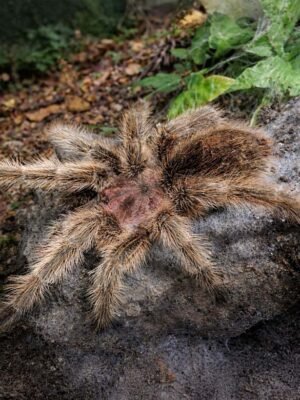 Grammostola rosea