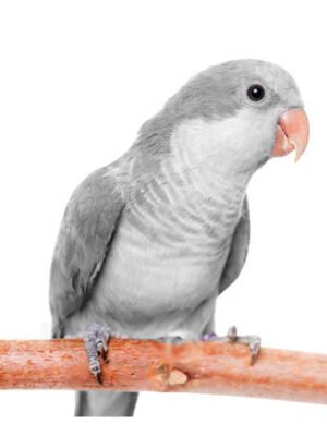 Quaker aka Monk Parakeet Grey Opaline