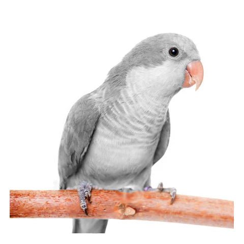 Quaker aka Monk Parakeet Grey Opaline