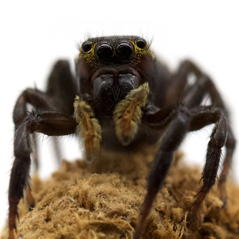 Phidippus regius “dos Gardenas” - Image 13