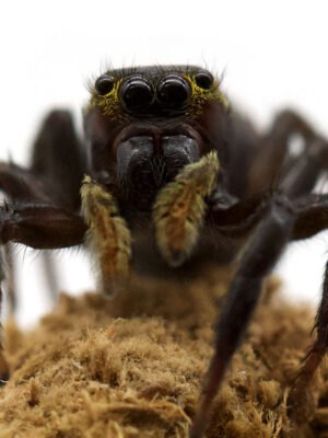 Hasarius adansoni