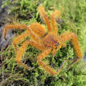Heteropoda davidbowie