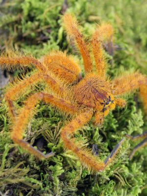 Heteropoda davidbowie