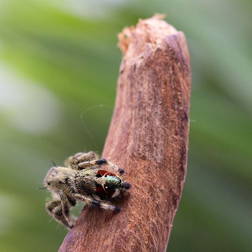 Hyllus diardi - Image 3