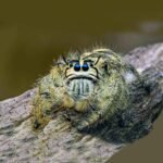 Hyllus diardi