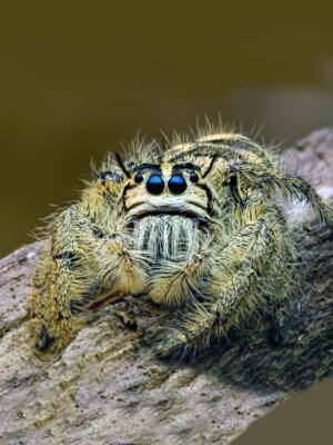 Hyllus diardi