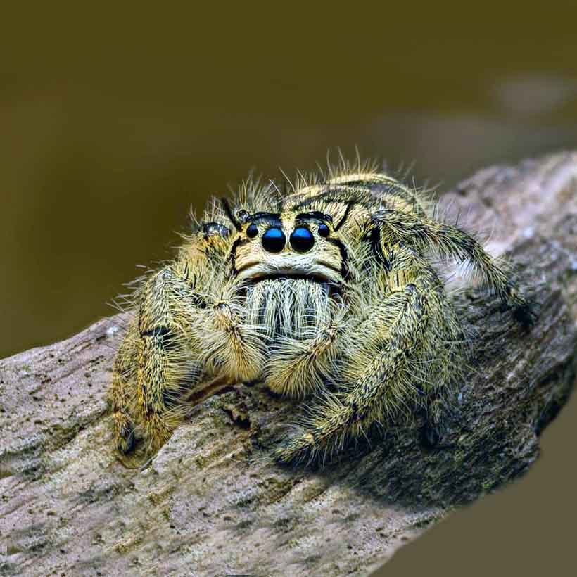 Phidippus spec. “Ometepe” - Image 11