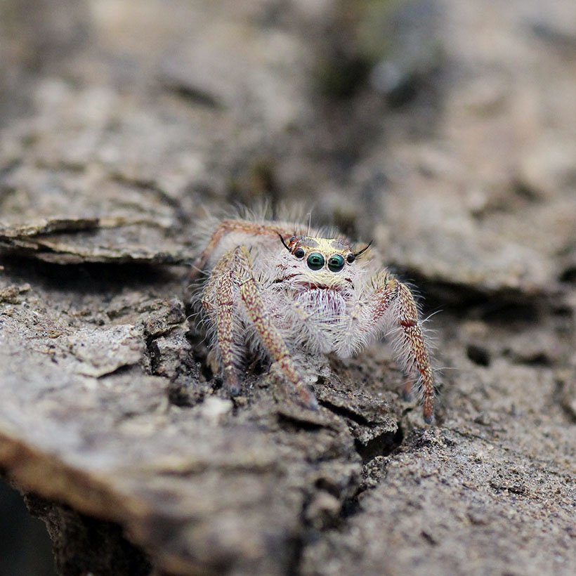 Phidippus bidentatus “Maya” - Image 22
