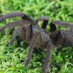 Hysterocrates hercules “Hercules tarantula”