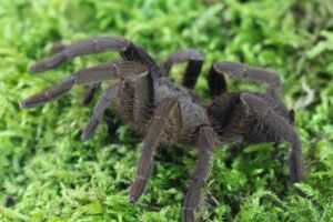 Hysterocrates hercules “Hercules tarantula”