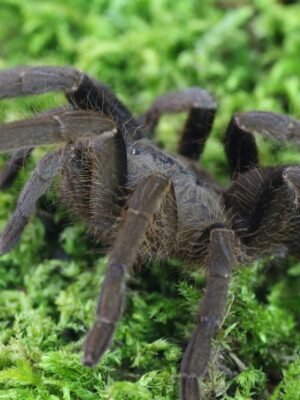Hysterocrates hercules “Hercules tarantula”