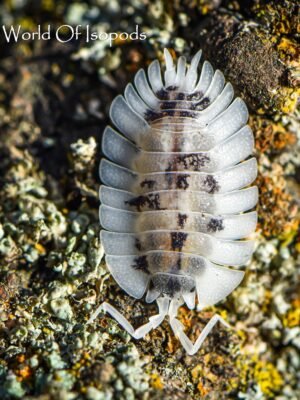 P. Werneri Dalmatian