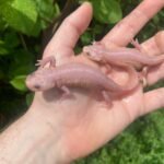 Leucistic Spanish Ribbed Newt Adults (Pleurodeles waltl)