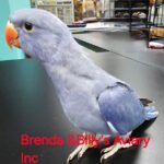 Indian Ringneck Violet aka Chatter-box parrot