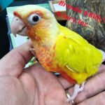 Conure Suncheek