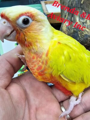 Conure Suncheek