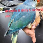 Indian Ringneck Turquoise-Cobalt aka Chatter-box parrot