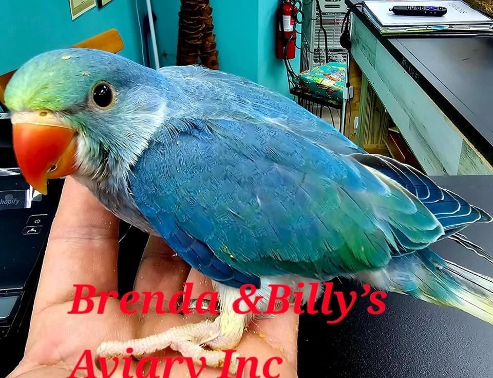 Indian Ringneck Turquoise-Cobalt aka Chatter-box parrot - Image 2
