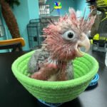 Cockatoo Galah aka Rose breasted