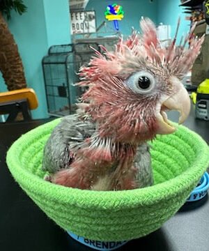 Cockatoo Galah aka Rose breasted