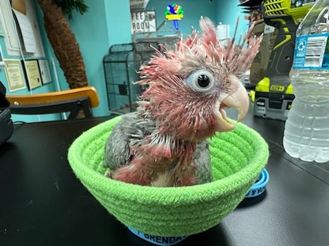 Cockatoo Galah aka Rose breasted