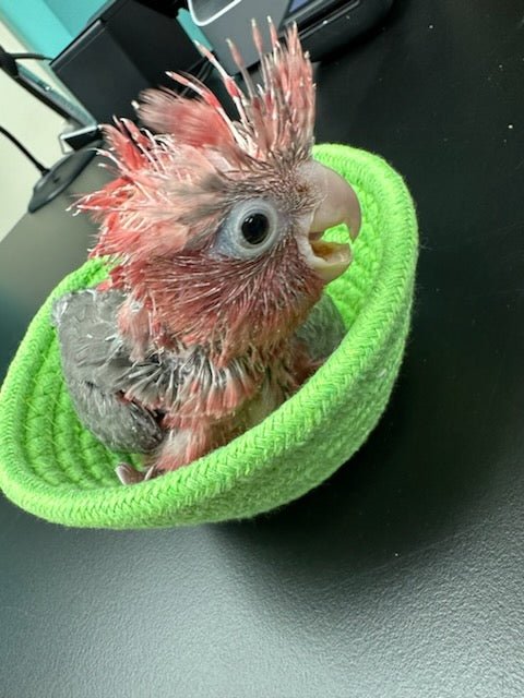 Cockatoo Galah aka Rose breasted - Image 2