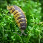 Ornatus High Yellows
