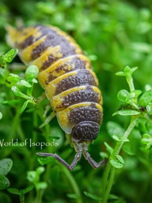Ornatus High Yellows