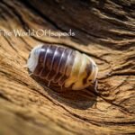 Emperor Bees