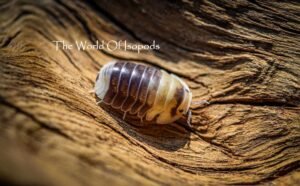 Emperor Bees