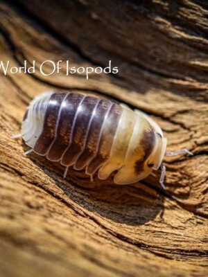 Emperor Bees