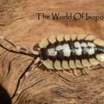 P. Expansus