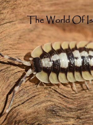 P. Expansus