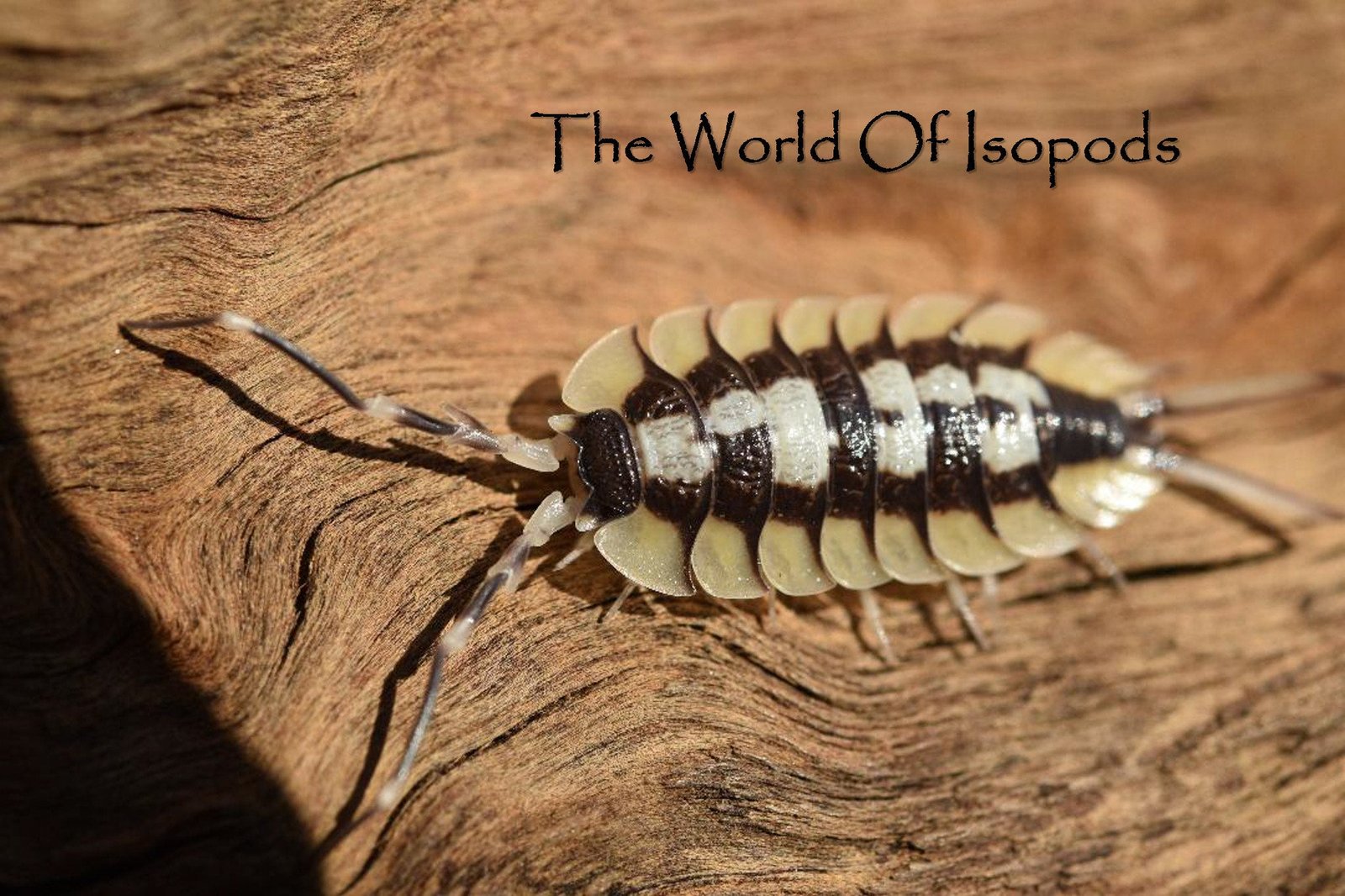 P. Expansus