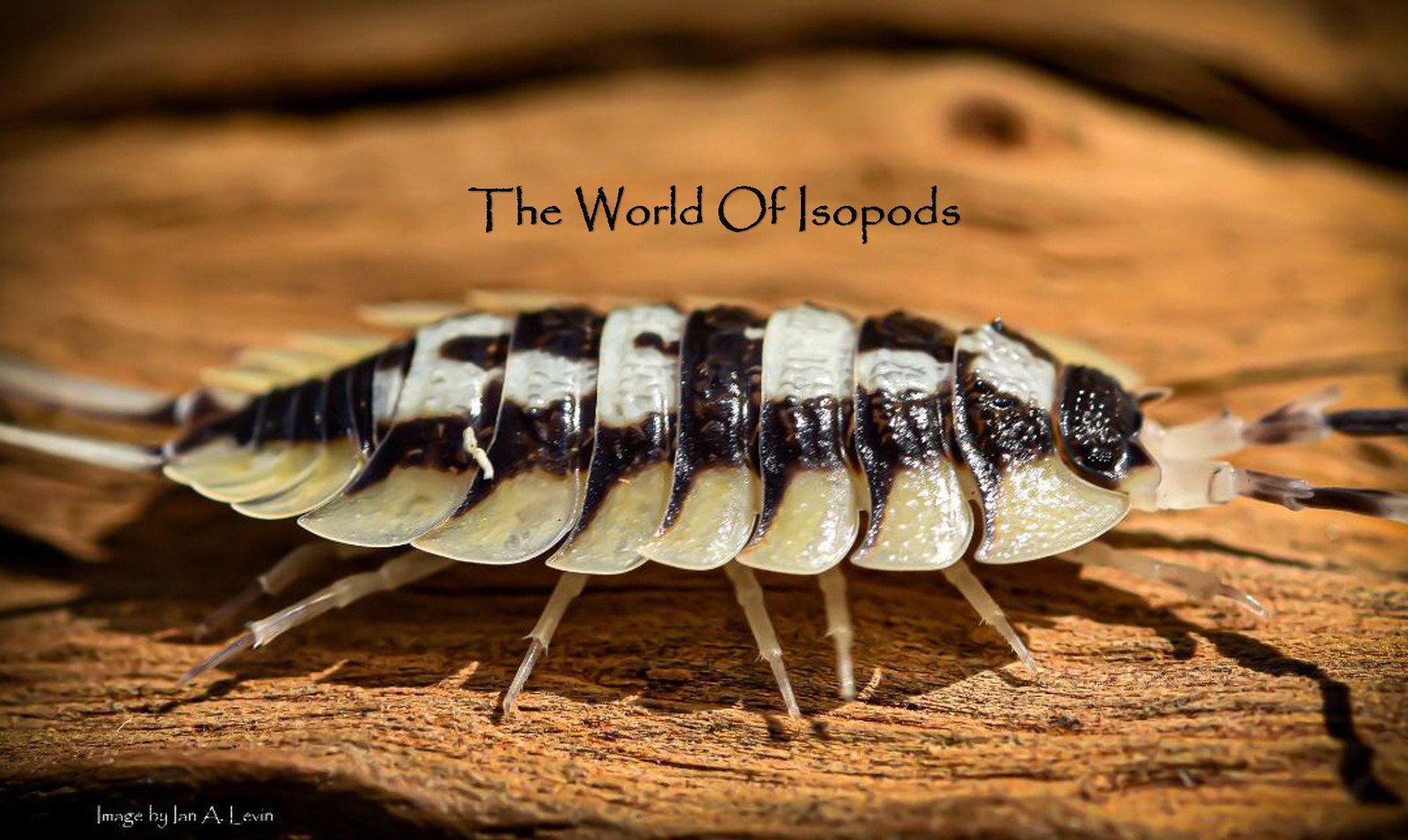 P. Expansus - Image 2