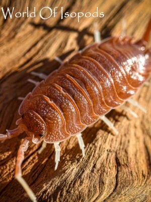 P. Magnificus