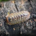 Spherillo sp. "Dream"