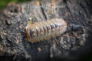Spherillo sp. "Dream"